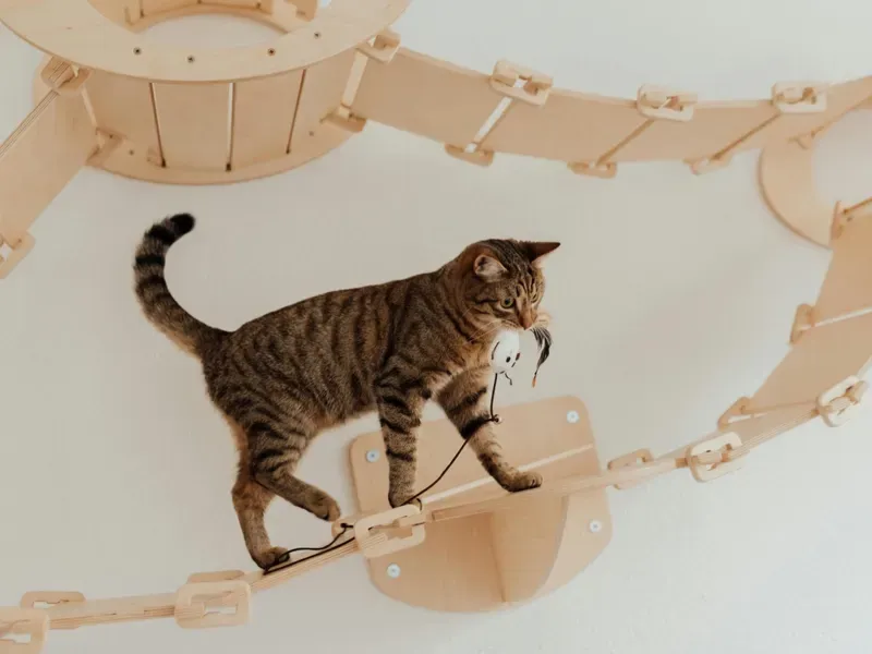 5 Facts About Sustainable Pet Products