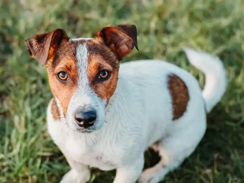How to Transition to Zero-Waste Pet Ownership: A Complete Guide