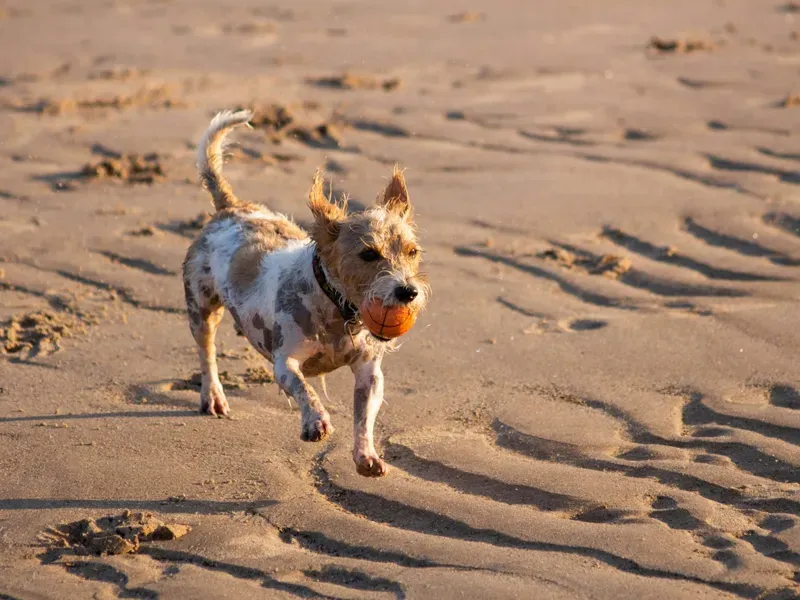 A small do running on a sandy beach with visible paw prints in the sand, enjoying an active outdoor moment.