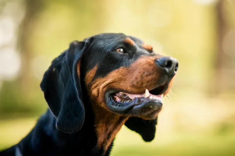 Doberman in a forest.