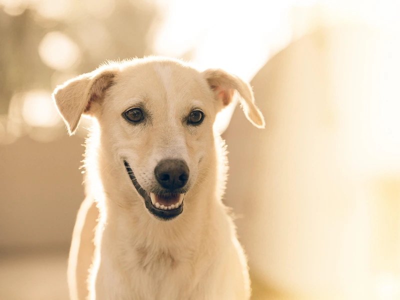 Sustainable Pet Care: Because Every Pawprint Matters