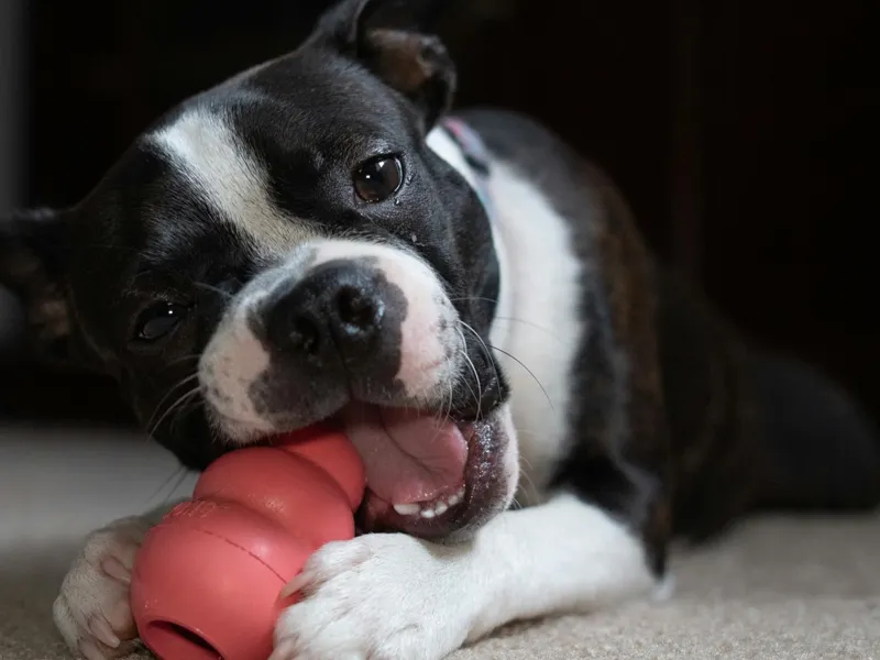 A black and white dog chewing an eco-friendly rubber toy.