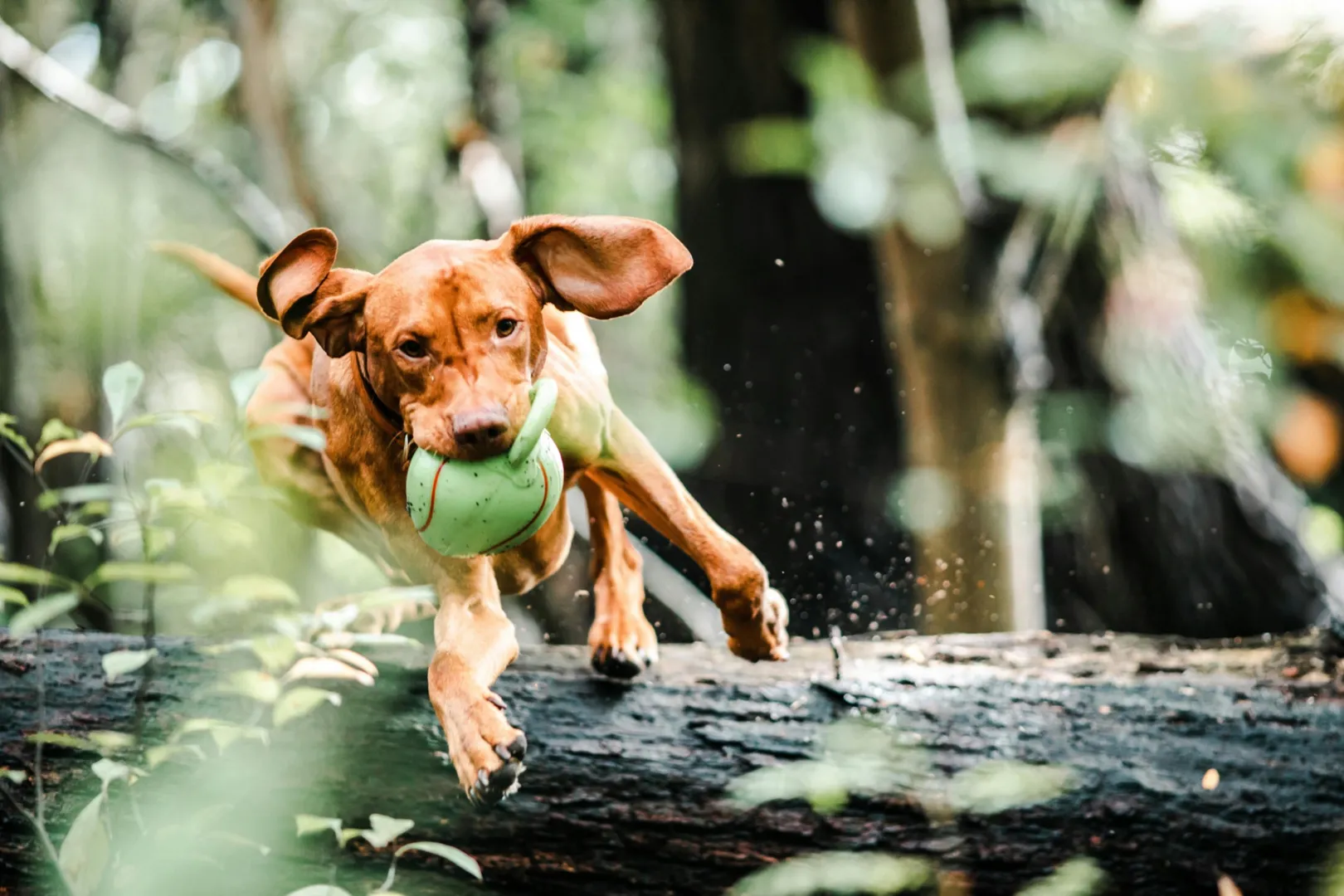 Dog with a toy