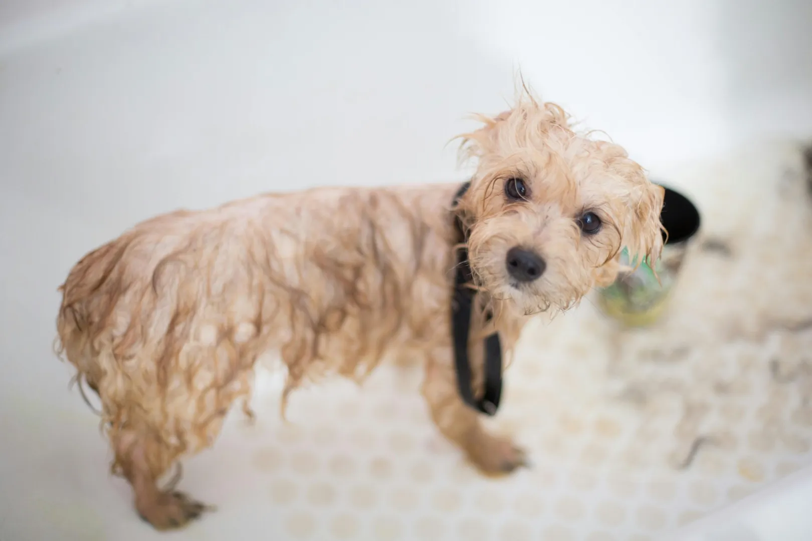 Dog grooming