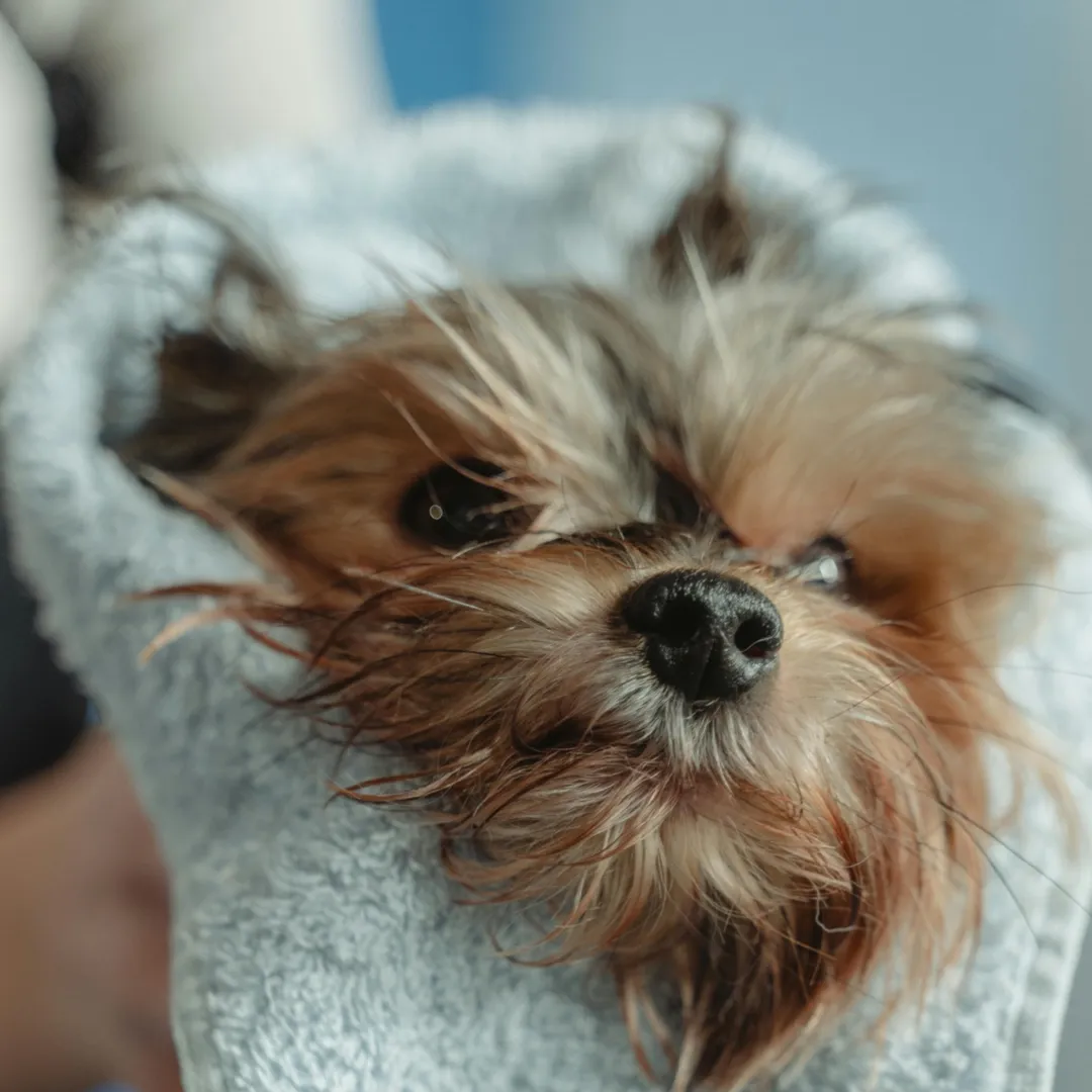Dog grooming